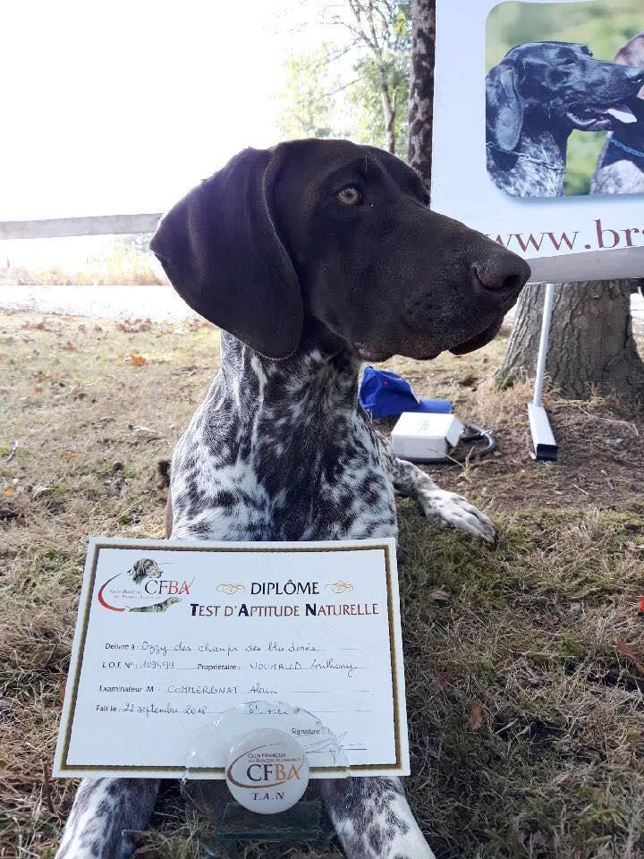 Ozzy des champs de blé doré