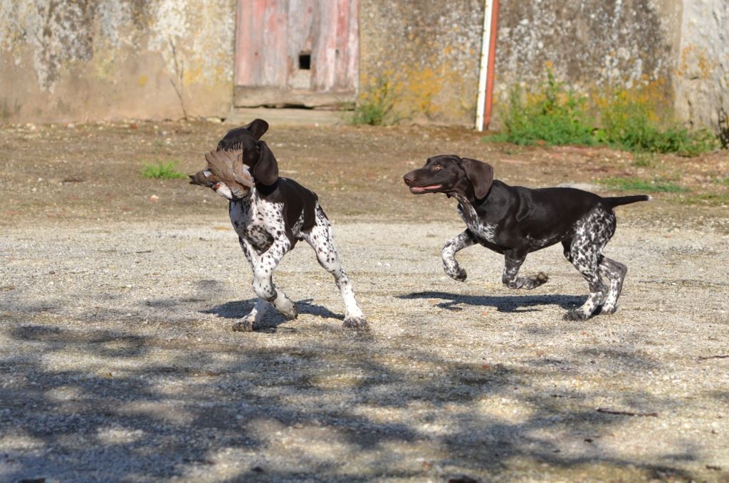 Purdey des champs de blé doré