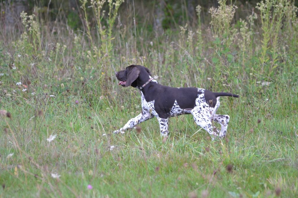 Purdey des champs de blé doré