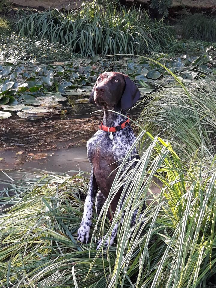 Ozzy des champs de blé doré