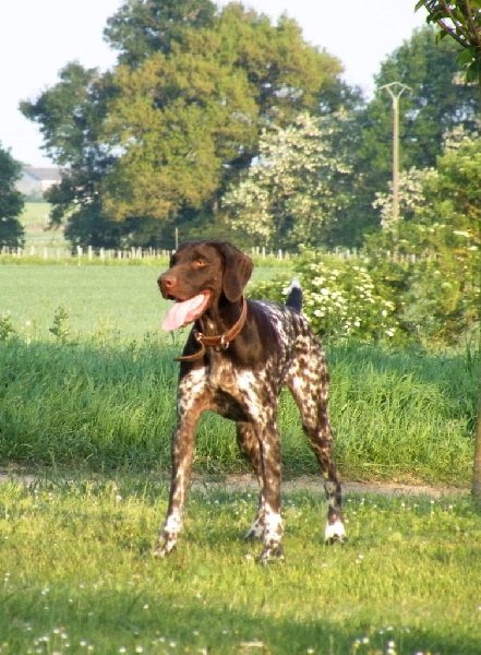 Filla dite fidji des champs de blé doré