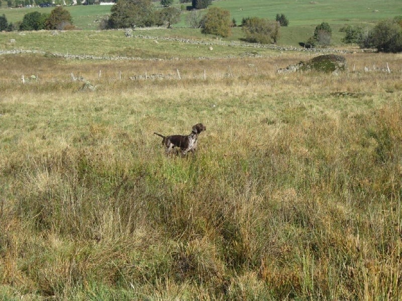 Ila des champs de blé doré