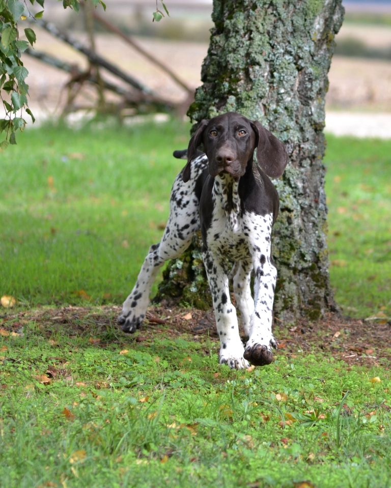 Purdey des champs de blé doré