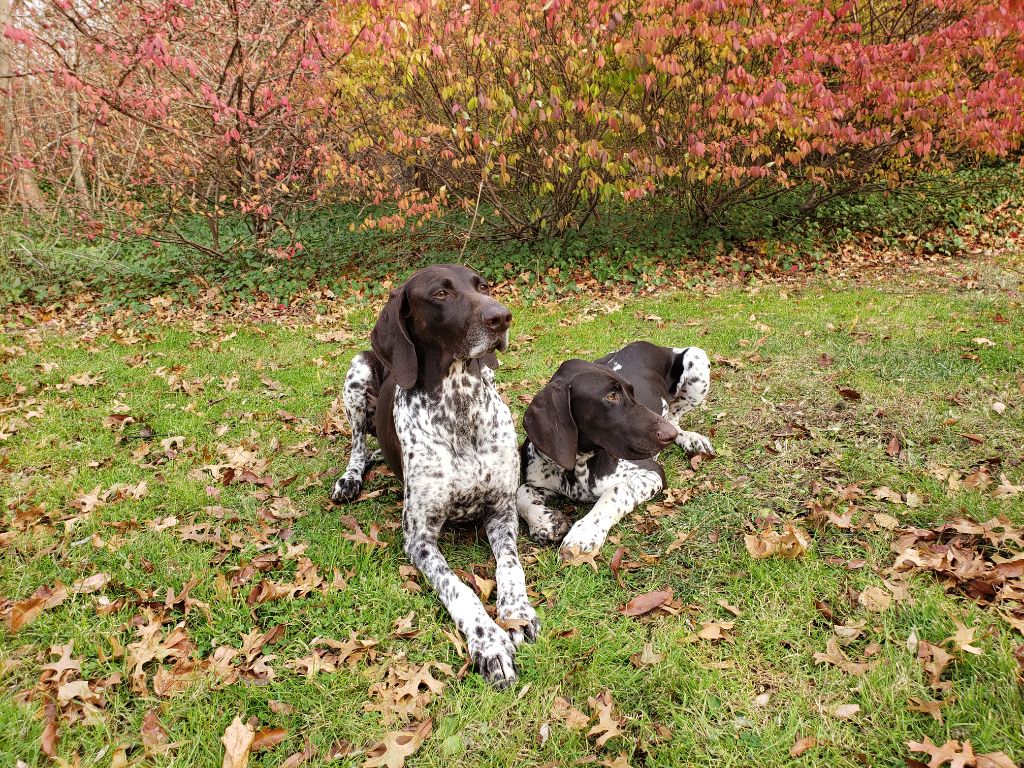 Purdey des champs de blé doré