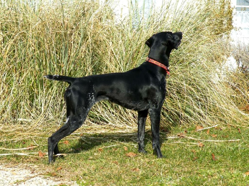 Elsa des champs de blé doré