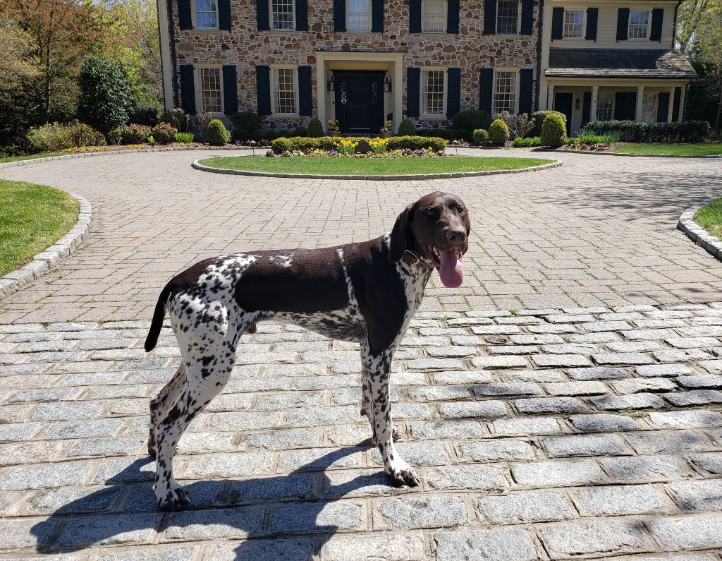 Purdey des champs de blé doré
