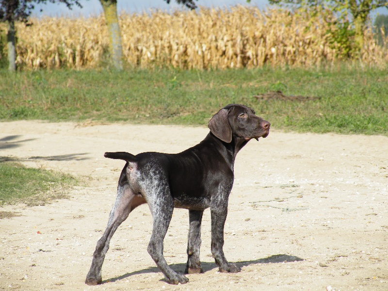 Fico des champs de blé doré