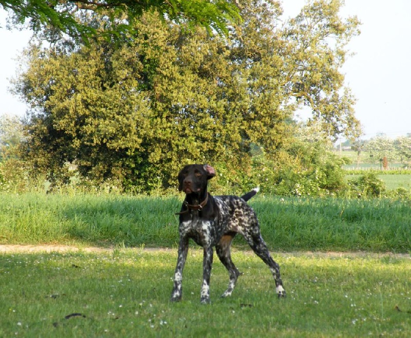 Filla dite fidji des champs de blé doré