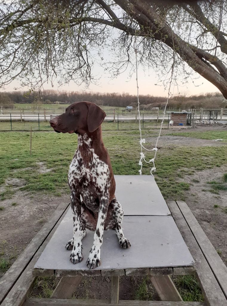 Phoebe des champs de blé doré
