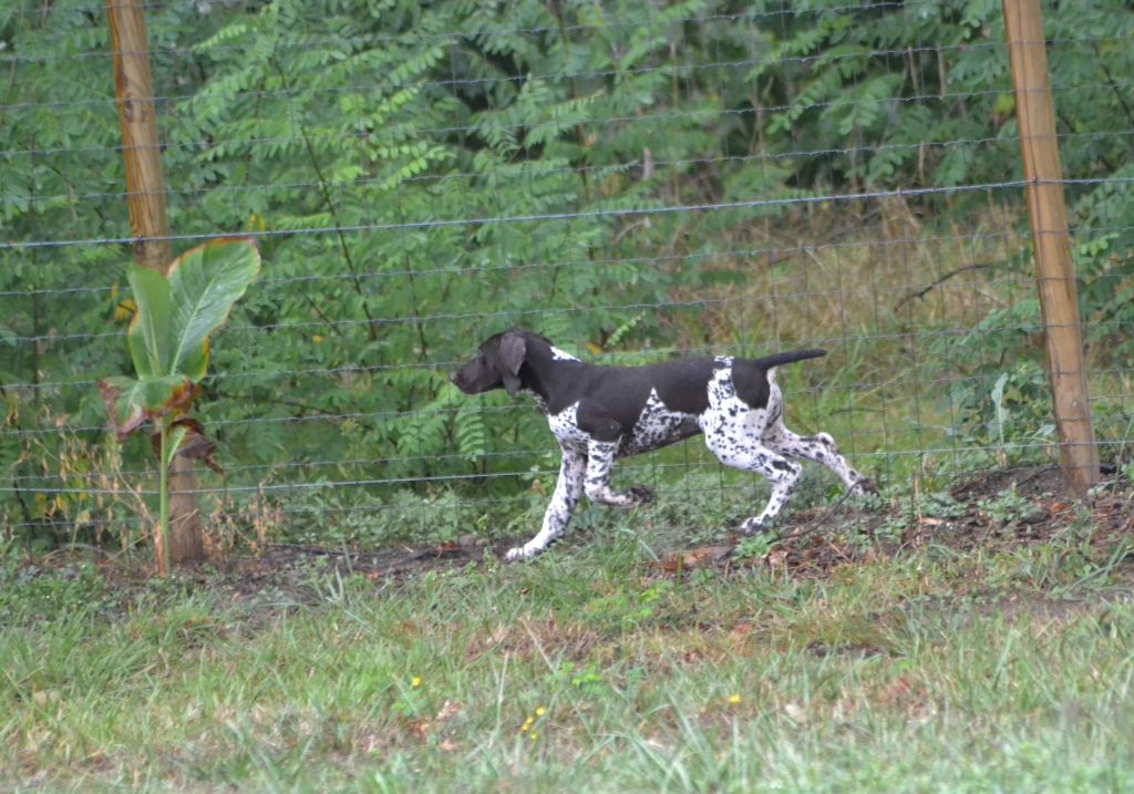Purdey des champs de blé doré