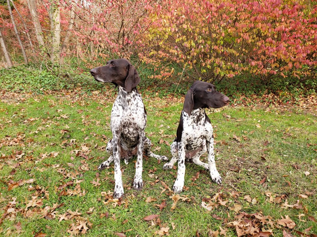 Purdey des champs de blé doré