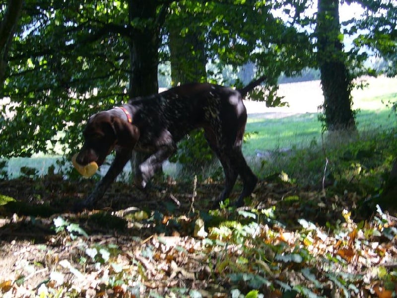 Elga des champs de blé doré
