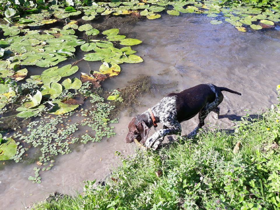 Ozzy des champs de blé doré