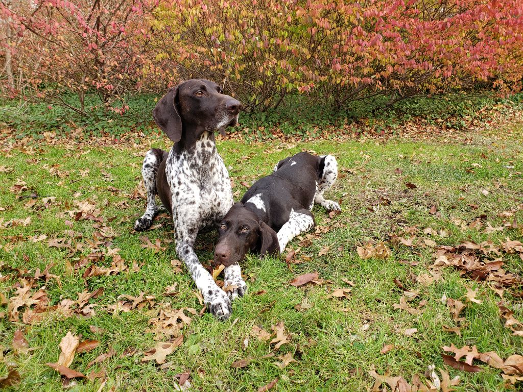 Purdey des champs de blé doré
