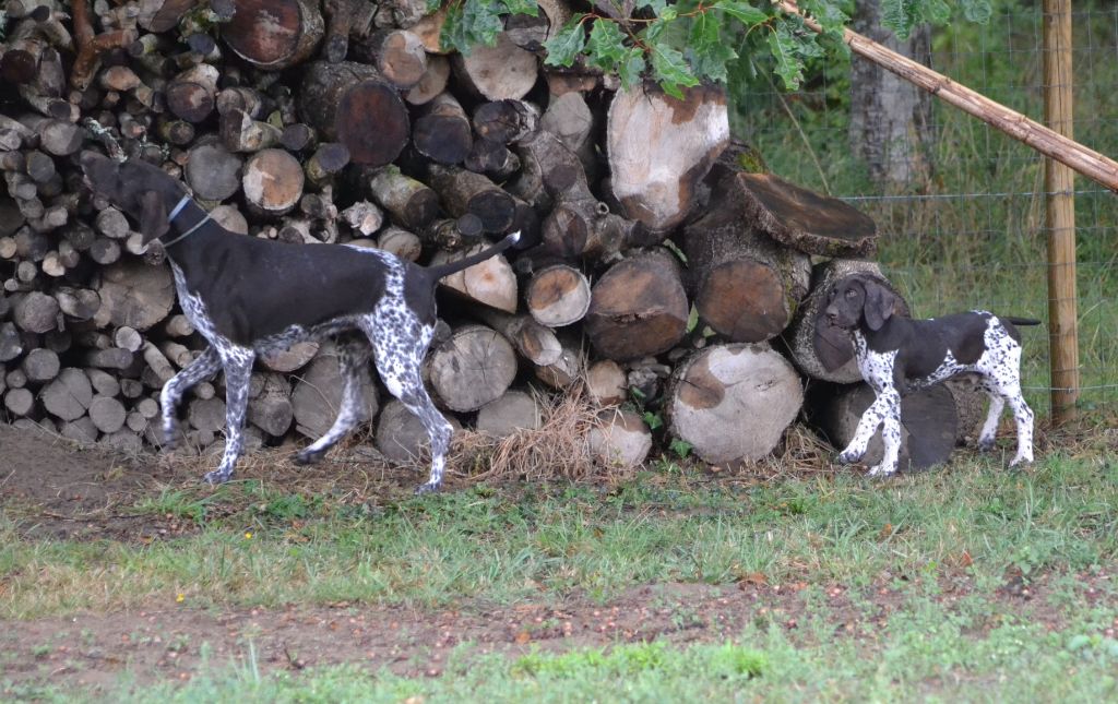 Purdey des champs de blé doré