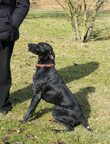 Elsa des champs de blé doré