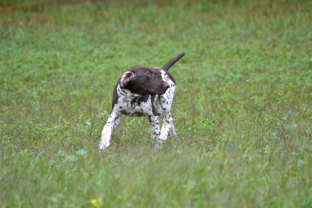 Purdey des champs de blé doré