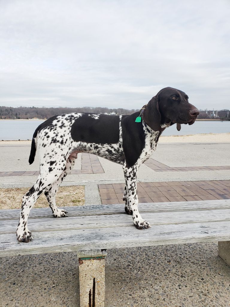 Purdey des champs de blé doré