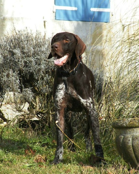 Enzo des champs de blé doré