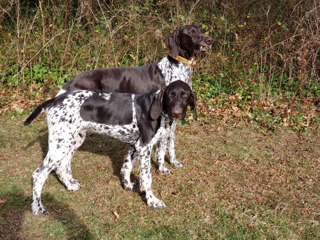 Purdey des champs de blé doré