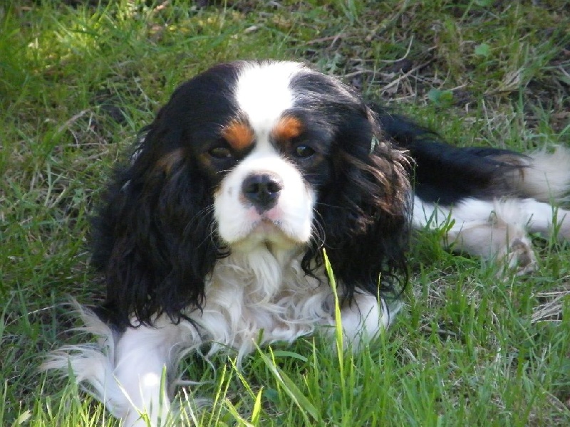 Golden boy Des Nobles Frimousses