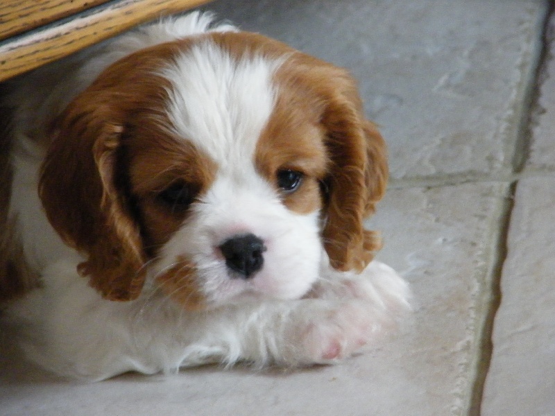 Forever boy Des Nobles Frimousses