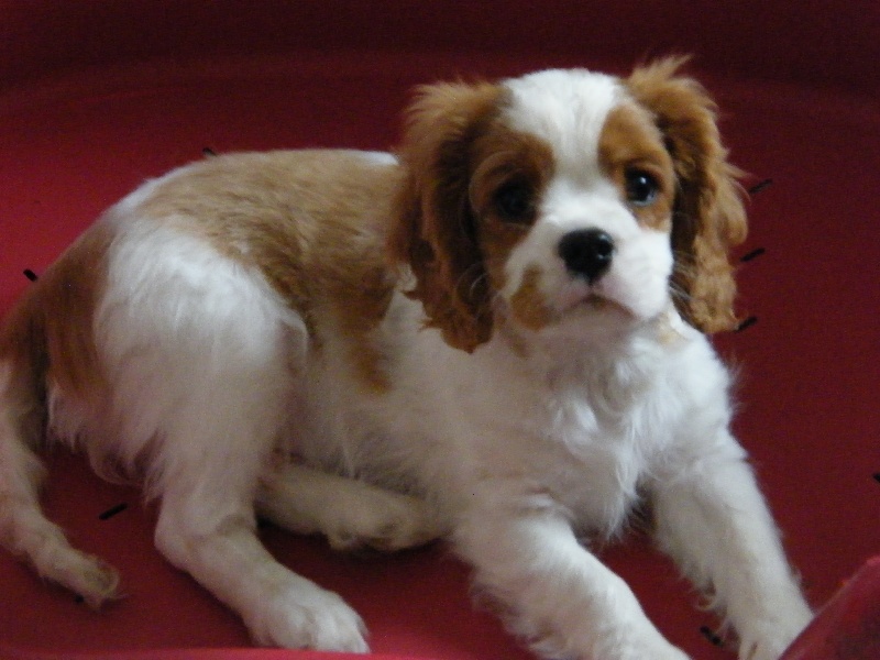 Forever boy Des Nobles Frimousses