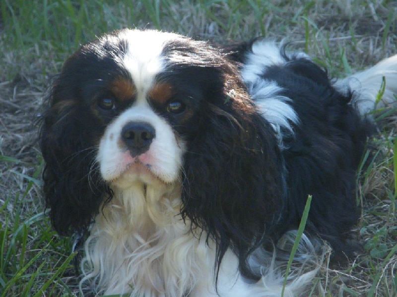 Golden boy Des Nobles Frimousses