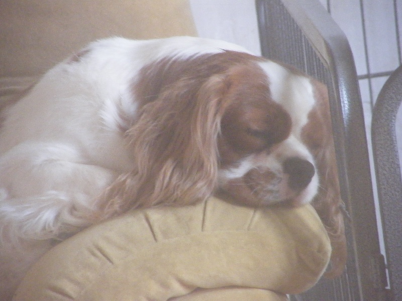 Forever boy Des Nobles Frimousses