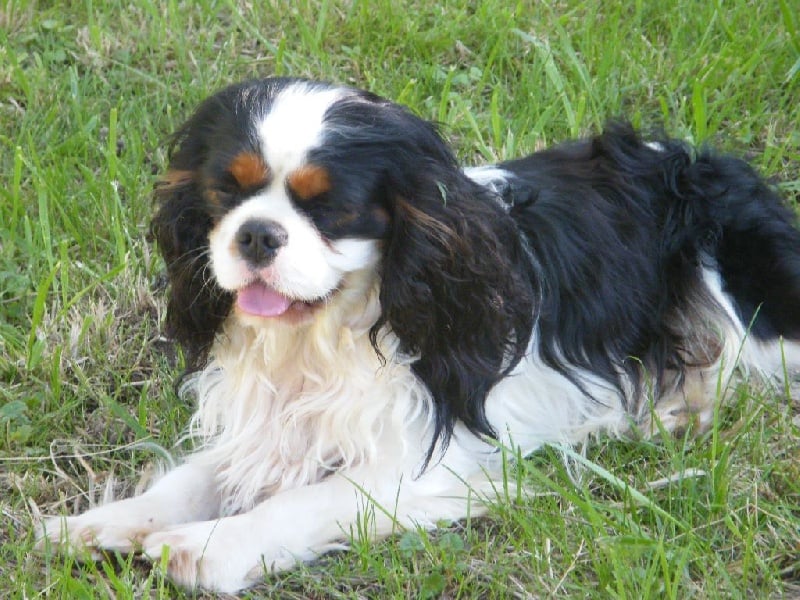 Golden boy Des Nobles Frimousses