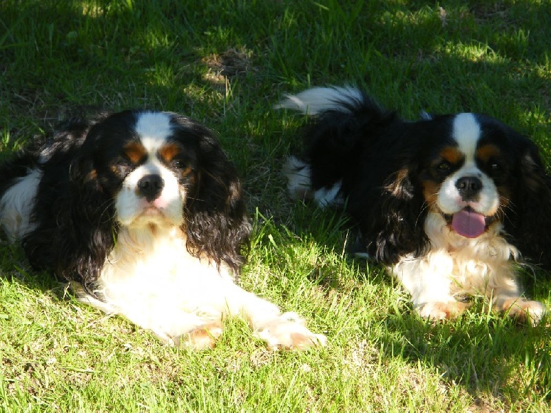 Golden boy Des Nobles Frimousses