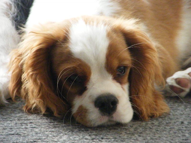 Forever boy Des Nobles Frimousses