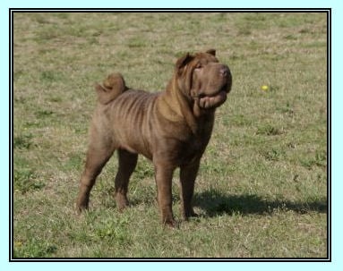 Fantasia du Royaume des Samouraïs