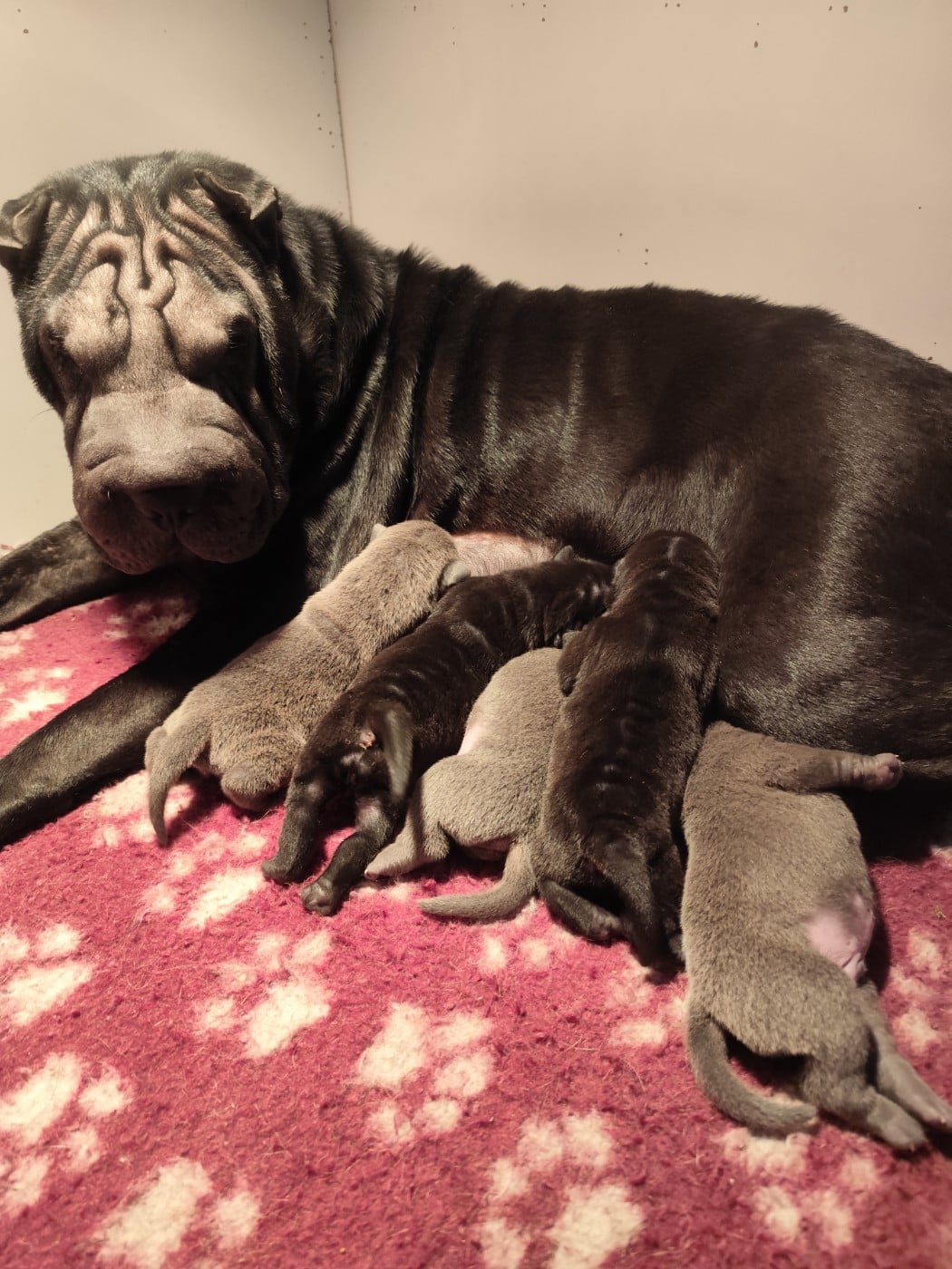 Shar Pei - du Royaume des Samouraïs