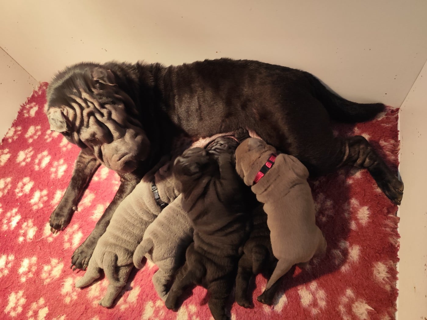 Shar Pei - du Royaume des Samouraïs