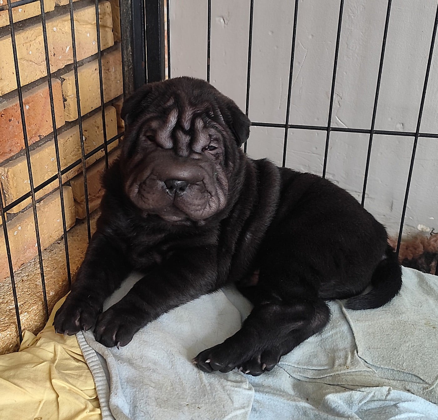 Black Eyed Peas du Royaume des Samouraïs