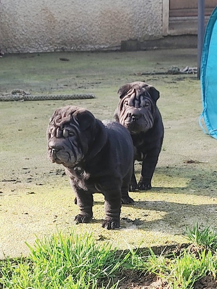 Shar Pei - du Royaume des Samouraïs