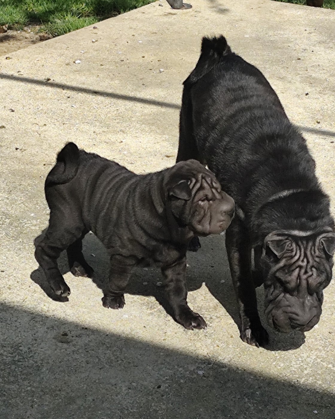 Shar Pei - du Royaume des Samouraïs