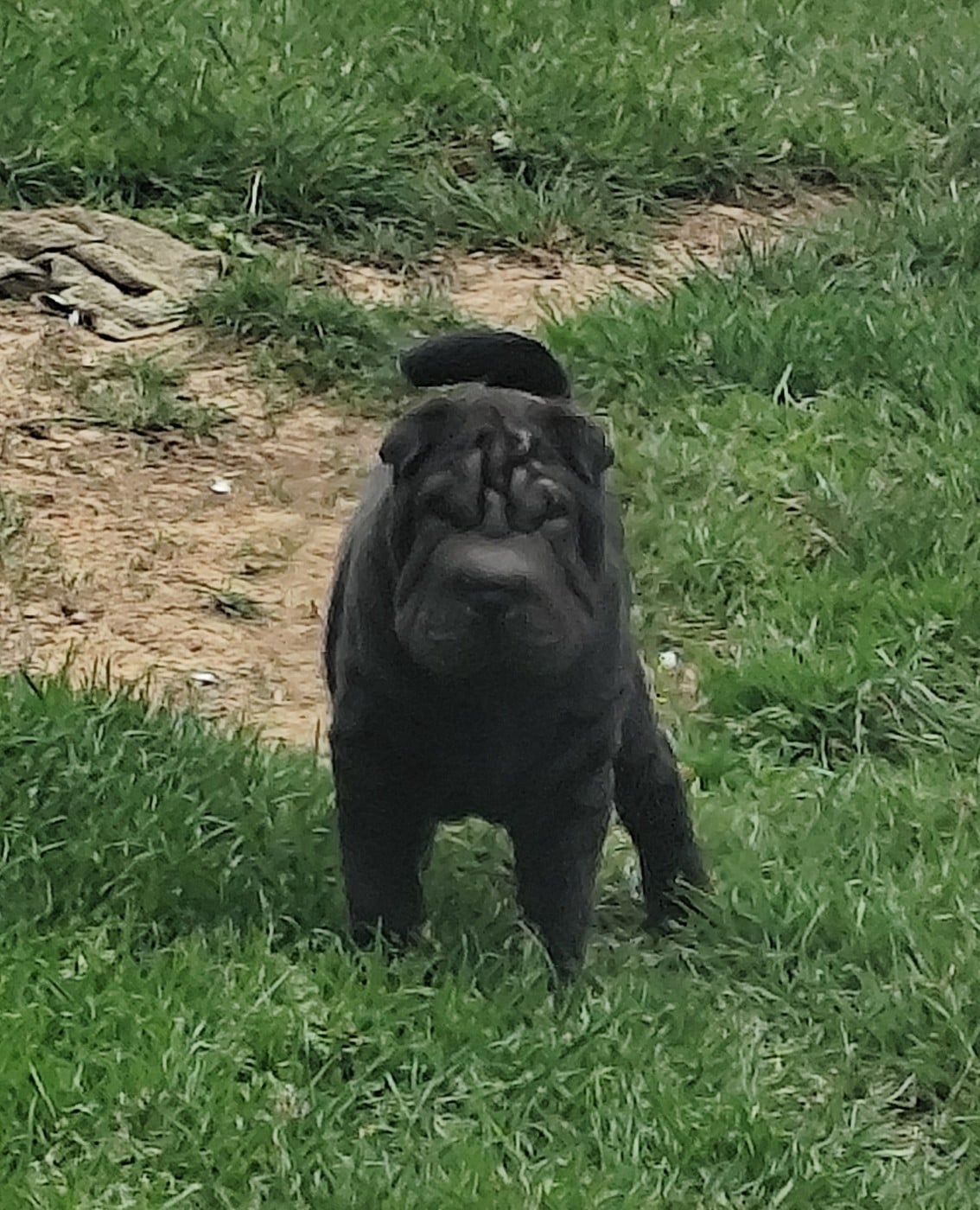 Shar Pei - du Royaume des Samouraïs