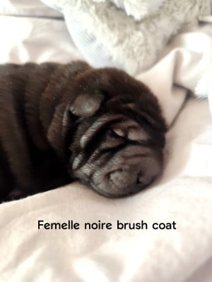 Les chiots de Shar Pei