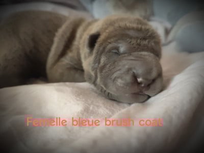 Les chiots de Shar Pei