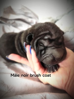 Les chiots de Shar Pei