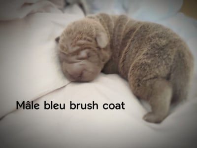 Les chiots de Shar Pei