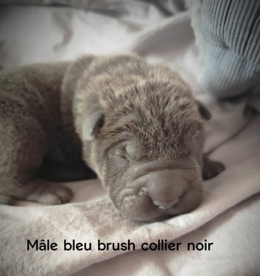 Les chiots de Shar Pei