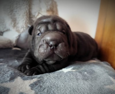 Les chiots de Shar Pei