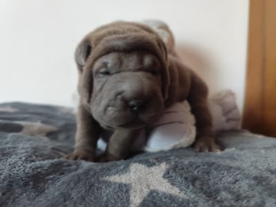 Les chiots de Shar Pei