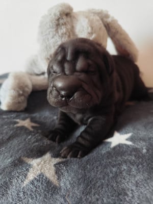 Les chiots de Shar Pei
