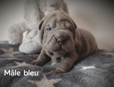 Les chiots de Shar Pei