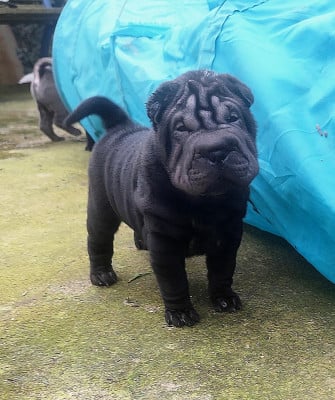 Les chiots de Shar Pei