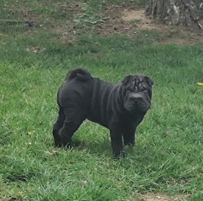 Les chiots de Shar Pei
